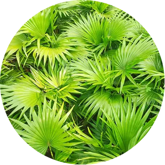 ingredient-item-img